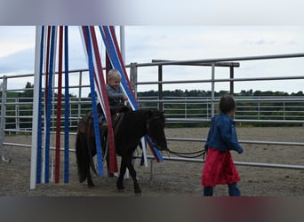 Mini poney Shetland, Hongre, 11 Ans, 94 cm, Noir