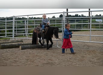 Mini poney Shetland, Hongre, 11 Ans, 94 cm, Noir