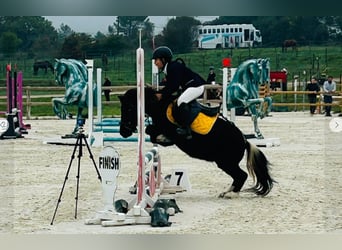 Mini poney Shetland Croisé, Hongre, 13 Ans, 105 cm, Noir