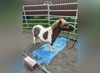 Mini poney Shetland, Hongre, 14 Ans, 77 cm, Pinto