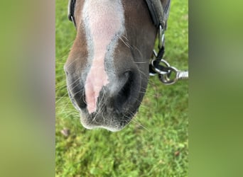 Mini poney Shetland, Hongre, 14 Ans, 77 cm, Pinto