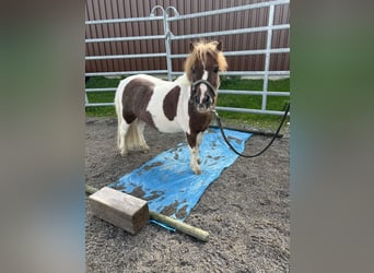 Mini poney Shetland, Hongre, 14 Ans, 77 cm, Pinto