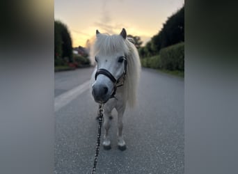Mini poney Shetland, Hongre, 14 Ans, 85 cm, Gris