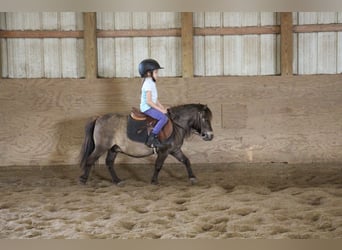 Mini poney Shetland, Hongre, 14 Ans, 86 cm, Buckskin