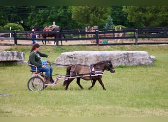 Mini poney Shetland, Hongre, 14 Ans, 86 cm, Buckskin