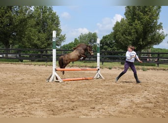 Mini poney Shetland, Hongre, 14 Ans, 86 cm, Buckskin