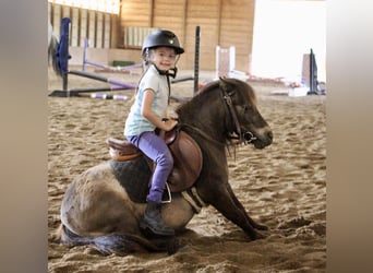 Mini poney Shetland, Hongre, 14 Ans, 86 cm, Buckskin