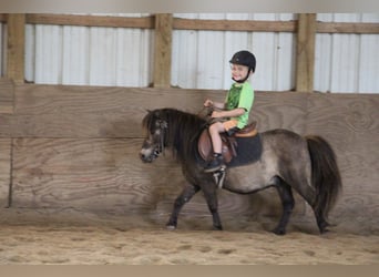 Mini poney Shetland, Hongre, 14 Ans, 86 cm, Buckskin