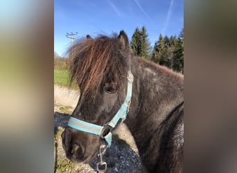 Mini poney Shetland, Hongre, 16 Ans, 80 cm