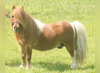 Mini poney Shetland, Hongre, 18 Ans, 75 cm, Pinto