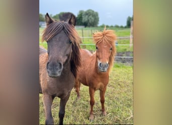 Mini poney Shetland, Hongre, 2 Ans, 80 cm, Alezan brûlé