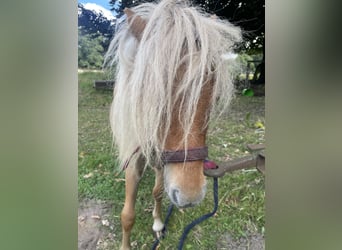 Mini poney Shetland, Hongre, 2 Ans, 89 cm