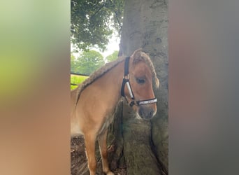 Mini poney Shetland, Hongre, 2 Ans, 89 cm