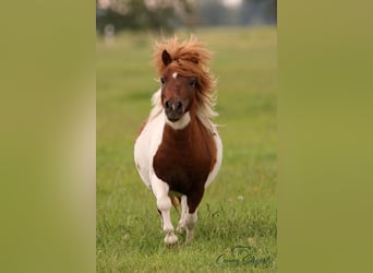 Mini poney Shetland, Hongre, 3 Ans, 82 cm, Pinto