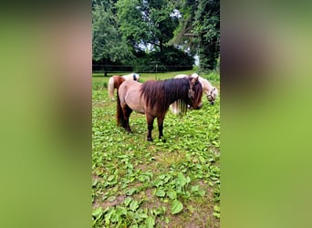 Mini poney Shetland, Hongre, 3 Ans, 83 cm, Buckskin
