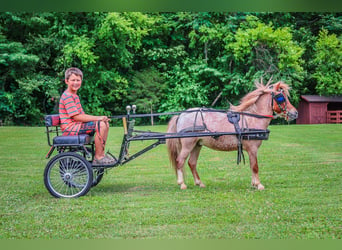 Mini poney Shetland, Hongre, 3 Ans, 89 cm, Rouan Rouge