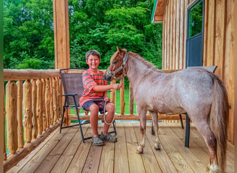 Mini poney Shetland, Hongre, 3 Ans, 89 cm, Rouan Rouge