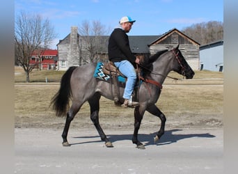 Mini poney Shetland, Hongre, 4 Ans, 152 cm, Rouan Bleu