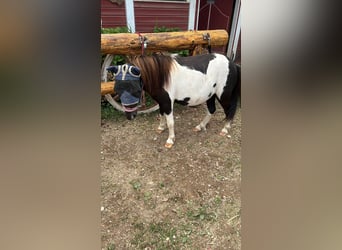 Mini poney Shetland, Hongre, 4 Ans, 78 cm, Pinto