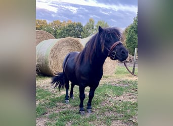 Mini poney Shetland, Hongre, 4 Ans, 80 cm, Noir