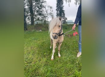 Mini poney Shetland, Hongre, 4 Ans, 87 cm, Pinto