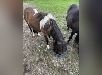 Mini poney Shetland, Hongre, 4 Ans, 89 cm, Pinto