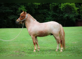 Mini poney Shetland, Hongre, 4 Ans, 89 cm, Rouan Rouge