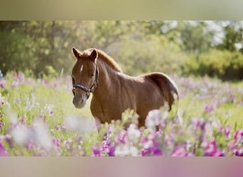 Mini poney Shetland, Hongre, 4 Ans, 90 cm, Alezan