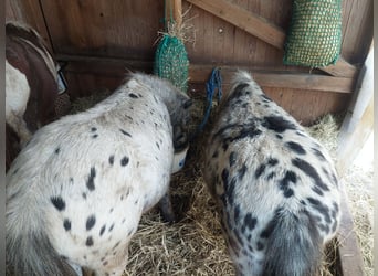 Mini poney Shetland, Hongre, 4 Ans, 90 cm