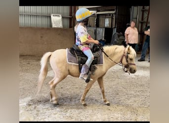 Mini poney Shetland, Hongre, 4 Ans, 94 cm, Palomino