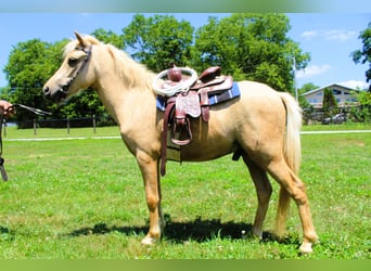 Mini poney Shetland, Hongre, 4 Ans, 94 cm, Palomino