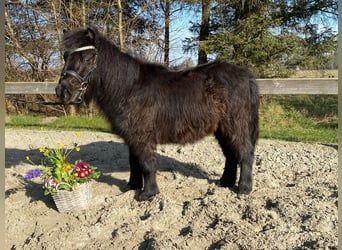 Mini poney Shetland, Hongre, 4 Ans, 95 cm, Bai brun foncé