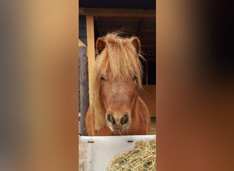 Mini poney Shetland Croisé, Hongre, 5 Ans, 80 cm, Alezan