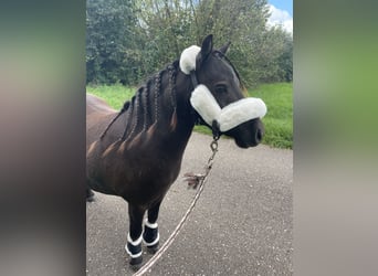 Mini poney Shetland, Hongre, 5 Ans, 83 cm, Noir