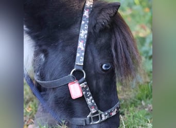 Mini poney Shetland, Hongre, 5 Ans, 83 cm, Pinto