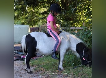 Mini poney Shetland, Hongre, 5 Ans, 83 cm, Pinto