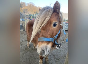 Mini poney Shetland, Hongre, 5 Ans, 88 cm, Alezan