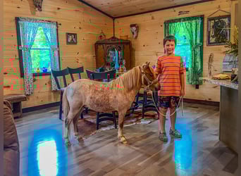 Mini poney Shetland, Hongre, 5 Ans, 89 cm, Rouan Rouge