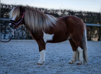 Mini poney Shetland, Hongre, 5 Ans, 90 cm, Pinto