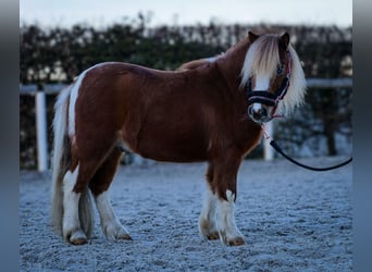 Mini poney Shetland, Hongre, 5 Ans, 90 cm, Pinto