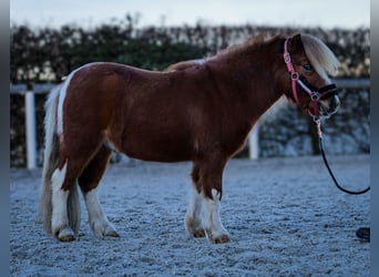 Mini poney Shetland, Hongre, 5 Ans, 90 cm, Pinto