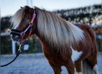 Mini poney Shetland, Hongre, 5 Ans, 90 cm, Pinto