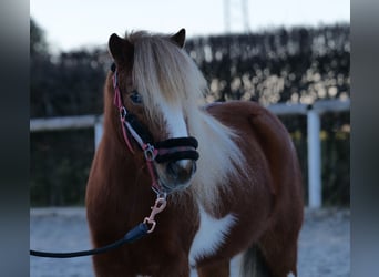 Mini poney Shetland, Hongre, 5 Ans, 90 cm, Pinto