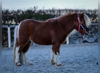 Mini poney Shetland, Hongre, 5 Ans, 90 cm, Pinto