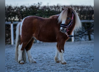 Mini poney Shetland, Hongre, 5 Ans, 90 cm, Pinto