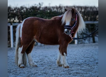 Mini poney Shetland, Hongre, 5 Ans, 90 cm, Pinto