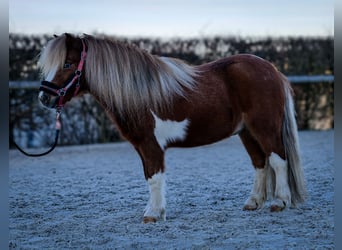 Mini poney Shetland, Hongre, 5 Ans, 90 cm, Pinto