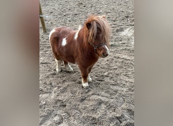 Mini poney Shetland, Hongre, 6 Ans, 90 cm, Pinto