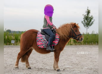 Mini poney Shetland, Hongre, 7 Ans, 95 cm