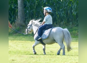 Mini poney Shetland, Hongre, 8 Ans, 80 cm, Gris